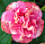 Hibiscus ‘Jennie Lynn’ (Hibiscus rosa-sinensis hybrid)