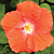 Hibiscus ‘Orange Cappuccino’ (Hibiscus rosa-sinensis hybrid)