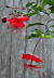 Red Chinese Lantern Hibiscus (Hibiscus grandidieri)