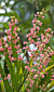 Foliage Flower (Phyllanthus angustifolius)