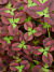 Trifolium Limerick™ ‘Isabella’ (Trifolium Limerick™ hybrid)