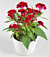 Celosia ‘Twisted Red’ (Celosia cristata)