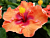 Dwarf Cajun Hibiscus ‘Sweetie’ (Hibiscus rosa-sinensis hybrid)