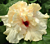 Hibiscus ‘Rising Moon’ (Hibiscus rosa-sinensis hybrid)