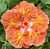 Hibiscus ‘Caramel Dawn’ (Hibiscus rosa- sinensis hybrid)
