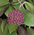 Showy Red Wax Plant (Hoya mindorensis)