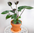 Anthurium ‘Black Love’ (Anthurium hybrid)