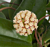 Hoya incrassata (Hoya species)