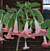 Angel’s Trumpet ‘Pink Perfume’ (Brugmansia hybrid)