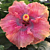 Hibiscus ‘Sonny’s Passion’ (Hibiscus rosa-sinensis hybrid)