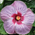 Hibiscus ‘Pinot Noir’ (Hibiscus rosa-sinensis hybrid)