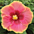 Hibiscus ‘Simple Pleasures’ (Hibiscus rosa-sinensis hybrid)