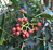Szechuan Pepper Plant (Zanthoxylum simulans)