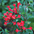 Hummingbird Flower ‘Ruby Red’ (Bouvardia hybrid)