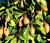 Sapodilla ‘Alano’ (Manilkara zapota hybrid)