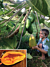 Papaya Tree ‘Broadleaf’ (Carica papaya)