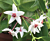 Hoya ‘Iris Marie’ (Hoya hybrid)