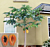 Papaya Tree Solo ‘Sunrise’ (Carica papaya)