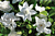 Gardenia ‘Summer Snow’ PP (Gardenia jasminoides hybrid)