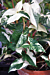 Variegated Arrowhead Vine (Syngonium podophyllum albo-variegatum)