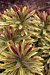 Euphorbia ‘Ascot Rainbow’ PP (Euphorbia x martinii hybrid)
