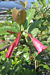 Red Bell Flower (Portlandia coccinea)