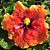 Hibiscus Tahitian ‘Orange Garnet’ (Hibiscus rosa-sinensis hybrid)