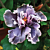 Hibiscus ‘Marianne Charlton’ (Hibiscus rosa-sinensis hybrid)