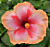 Hibiscus ‘Quasar’ (Hibiscus rosa-sinensis hybrid)