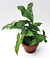 Reverted Arrowhead Vine (Reverted Syngonium podophyllum  Albo-variegatum)