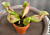 Pitcher Plant ‘Fat Chance’ (Sarracenia rosea hybrid)