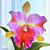 Rlc Orchid Amazing Thailand ‘Shogun Hawaii’ AM/AOS (Rhyncholaelio cattleya hybrid)