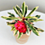 Crown of Thorns ‘Variegated Red’ (Euphorbia milii hybrid)