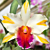 Rlc Orchid Amazing Thailand ‘Gold Star’ AM/ AOS (Rhyncholaelio cattleya hybrid)