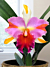 Rlc Orchid Amazing Thailand ‘Rainbow’ (Rhyncholaeliocattleya hybrid)
