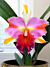 Rlc Orchid Amazing Thailand (Rhyncholaeliocattleya hybrid)