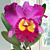 Rlc Orchid Dick Smith ‘Dark Beauty’ (Rhyncholaeliocattleya hybrid)
