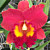 Rlc Orchid Forever Love ‘Volcano Queen’ (Rhyncholaeliocattleya hybrid)