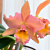 Rlc Orchid Pamela Ann Oliveros ‘Georgia Peach’ HCC/AOS (Rhyncholaelio cattleya hybrid)