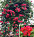 Red Panama Rose (Rondeletia strigosa)