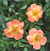 Oso Easy® Rose ‘Paprika’ PP (Rosa hybrid)