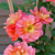 Rose Rise Up Emberays™ PP (Rosa hybrid)