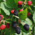 Thornless Blackberry Plant ‘Triple Crown’ (Rubus fruticosus)