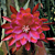 Orchid Cactus ‘Unforgettable’ (Epiphyllum hybrid) 