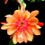 Orchid Cactus ‘Just Beautiful’ (Epiphyllum hybrid)