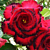 Desert Rose ‘Double Black Asia’ (Adenium hybrid) 