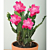Christmas Cactus 'Red Aspen' (Schlumbergera hybrid)    
