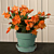 Orange Easter Cactus ‘Colomba’ (Rhipsalidopsis gaertneri)  