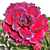 Desert Rose ‘7th Paradise’ (Adenium obesum hybrid)