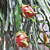 Dragon Fruit Plant (Hylocereus species)